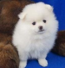 Intelligent pomeranian Pups **FREE** Adoption