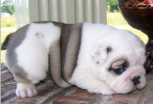 Nice English Bulldog Puppies -