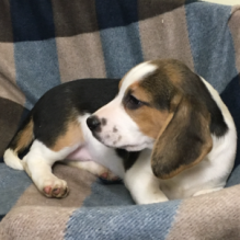 Pure Bred Full Pedigree beagle Pups