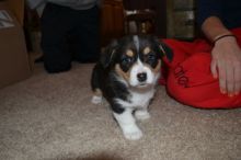 Registered Pembroke Welsh Corgi Puppies