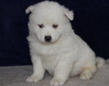 Samoyd Puppies Males & Females -