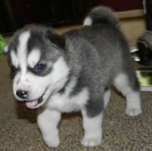 Siberian Husky Puppy