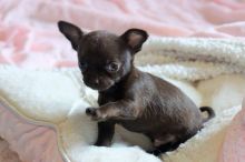Super Adorable Chihuahua Puppies
