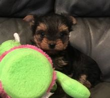 Two adorable 10 week old puppies Yorkies