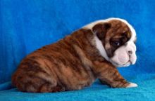 Two adorable 11 week old puppies English Bulldog -