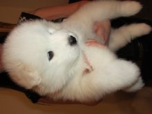 Two Friendly Samoyed Puppies