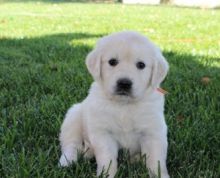 Two Labrador puppies for free