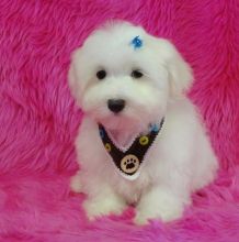 Two Teacup Maltese Puppies Needs a New Family