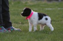 Two Top Class Brittany Puppies Available