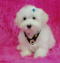 Very Sweet Charming Maltese Puppies