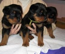 Well trained Rottweiler puppies for new homes