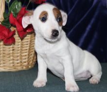 Beautiful True Black/White Jack Russel Male -