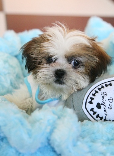 Adorable Male And Female Shih Tzu Puppies Image eClassifieds4u