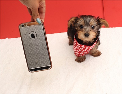 Charming Teacup Yorkie Pups Image eClassifieds4u