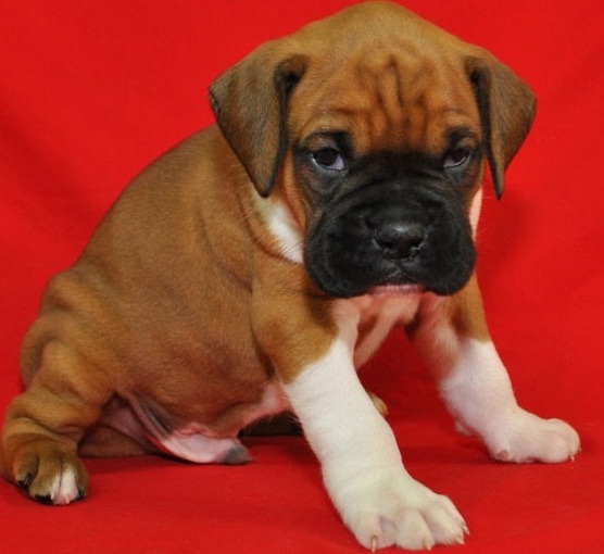 Cute Boxer Puppies Image eClassifieds4u