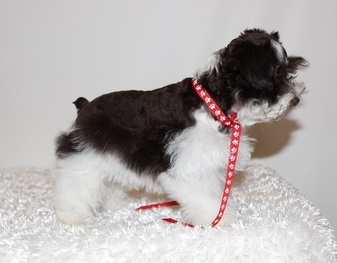 Gorgeous Mini Schnauzer Puppies Image eClassifieds4u