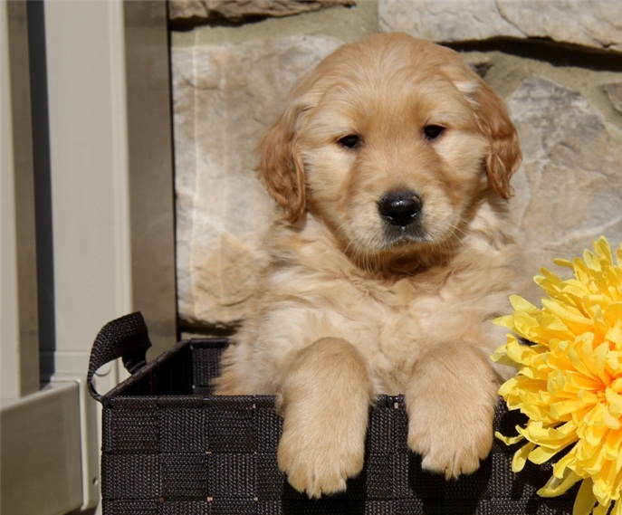 Lovely pure breed Golden Retriever puppies. - Image eClassifieds4u