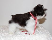 Beautiful Mini Schnauzer puppies Available Image eClassifieds4U