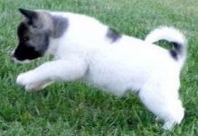 Charming Akita Pups - Image eClassifieds4U