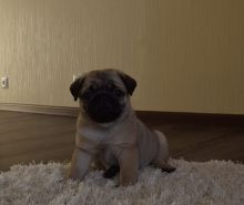 Cute PUG puppies Image eClassifieds4U