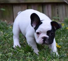 FRENCH BULLDOG PUPPIES - Image eClassifieds4U