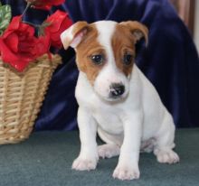 Jack Russell puppies - Image eClassifieds4U