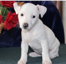 Pedigree Jack Russell Puppies Image eClassifieds4U