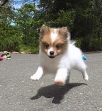 Pomeranian Pups - Image eClassifieds4U