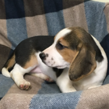 Pure Bred Full Pedigree beagle Pups Image eClassifieds4U