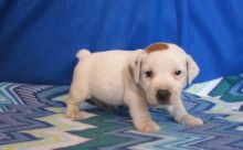 Quality Jack Russel puppies Image eClassifieds4U