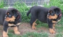 Special little Rottweiler puppies Image eClassifieds4U