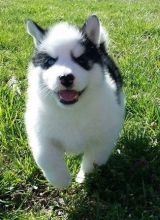 Stunning Genuine husky Puppies Image eClassifieds4U