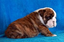 Two adorable 11 week old puppies English Bulldog - Image eClassifieds4U