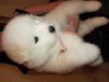 Two Friendly Samoyed Puppies Image eClassifieds4U