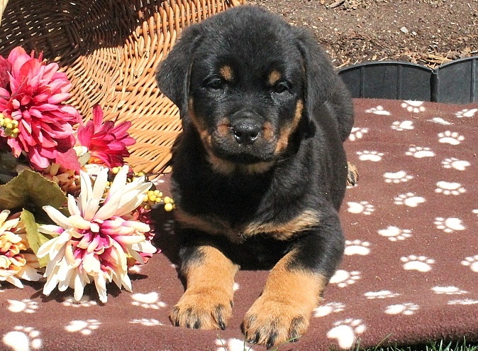 Nice and Healthy Rottweiler Puppies Available Image eClassifieds4u