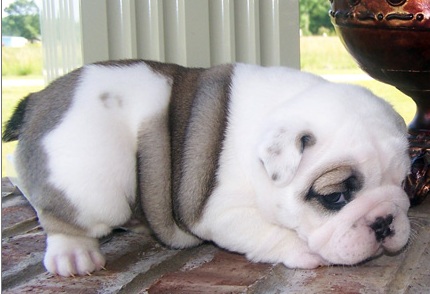 Nice English Bulldog Puppies - Image eClassifieds4u