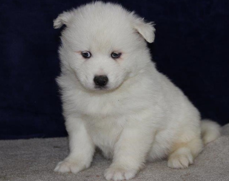 Samoyd Puppies Males & Females - Image eClassifieds4u