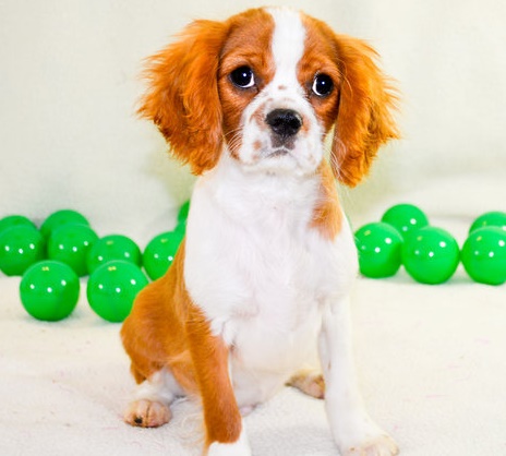 Summer Puppies Ready for New Family Image eClassifieds4u