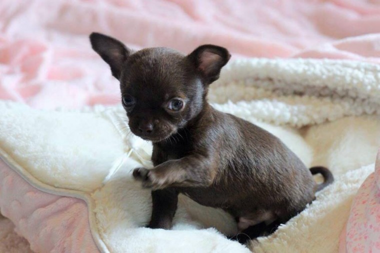 Super Adorable Chihuahua Puppies Image eClassifieds4u