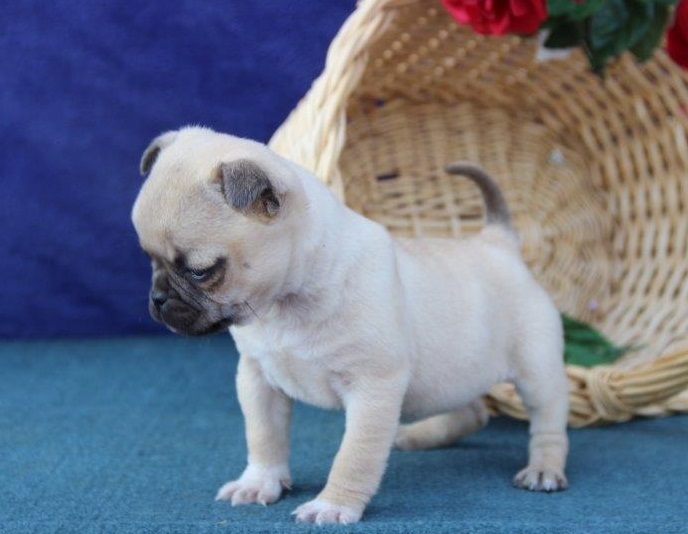 Top Quality pug Puppies Image eClassifieds4u