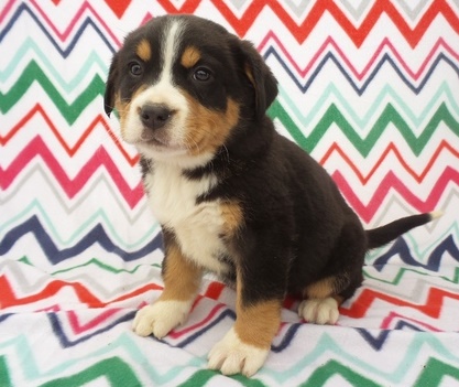 Two Friendly Greater Swiss Mountain Puppies Image eClassifieds4u