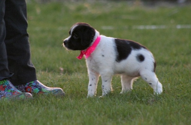 Two Top Class Brittany Puppies Available Image eClassifieds4u