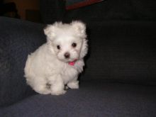 Cute Toy Maltese puppies for rehoming 443) 201-1875