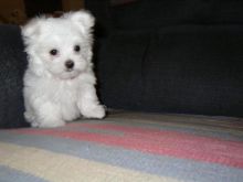 Fantastic White T-Cup Maltese puppies available (443) 201-1875