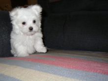 Kc Registered Beautiful Maltese Puppies