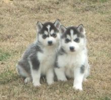 Male and Female Siberian Husky