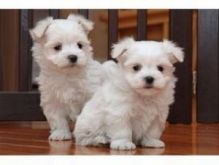 Maltese Puppies Available