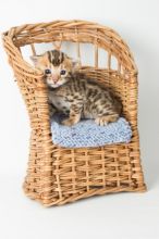 Sweet Able TICA Registered Bengal kittens available now for good homes.