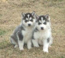 Two Gorgeous, quality CKC Siberian husky puppies