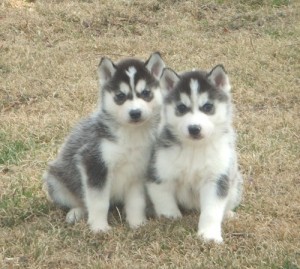 CKC Pure Breed Siberian Husky Puppies. Image eClassifieds4u